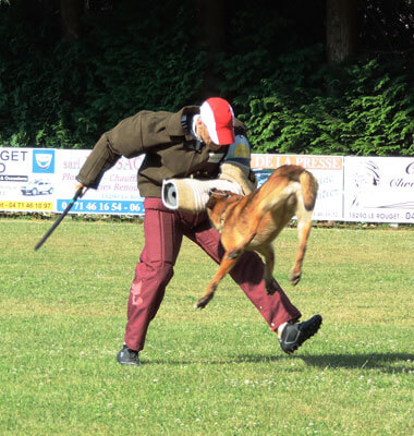 image carousel sports canins 19