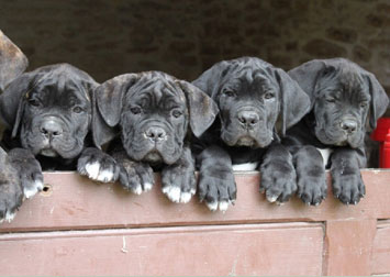 image élevage cane corso