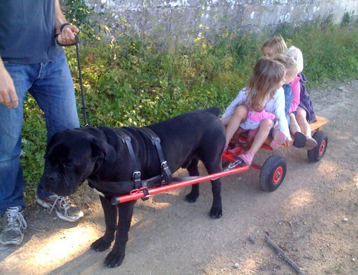 image d'un cane corso avec un chariot