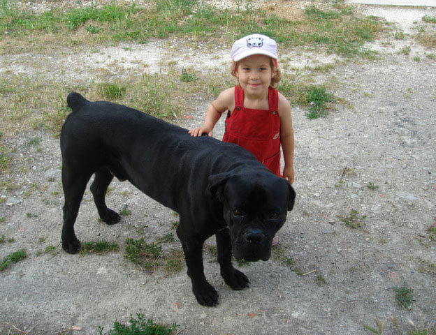 image d'un cane corso avec une enfant