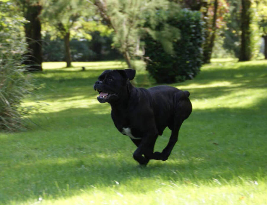 image d'un cane corso qui sprint