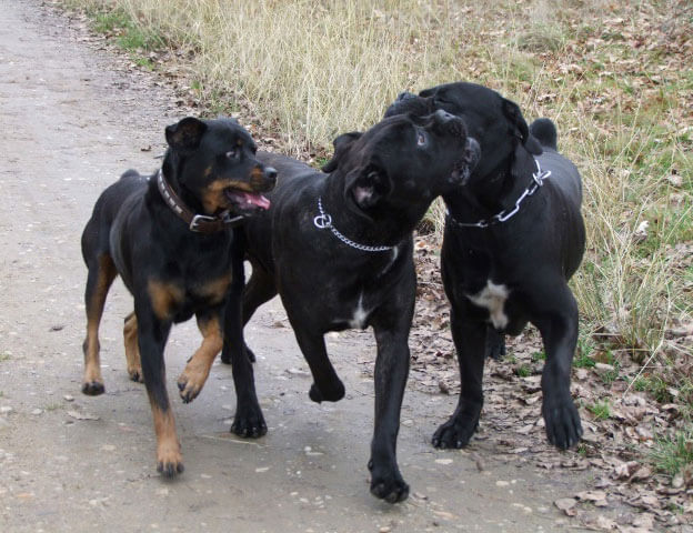 image montrant trois cane corso