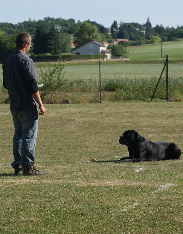 image carousel éducation canine 16