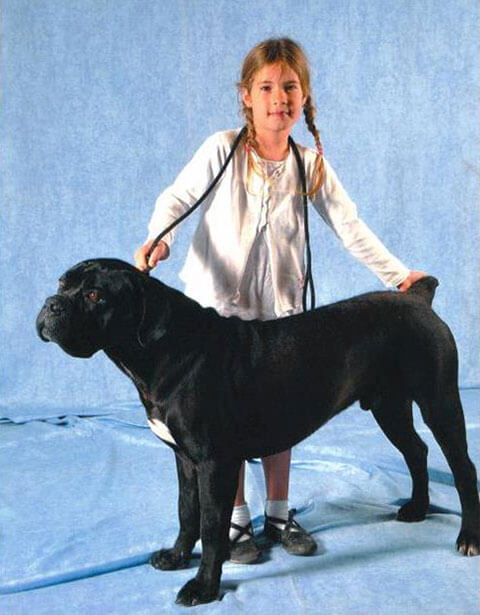 image carousel éducation canine 30