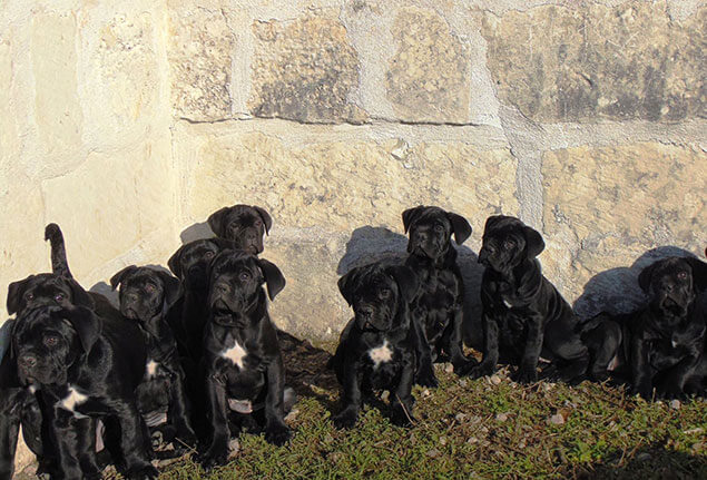 image carousel élevage cane corso 1