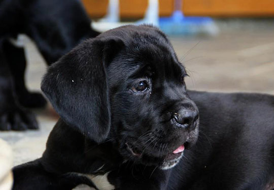 image carousel élevage cane corso 10