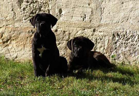 image carousel élevage cane corso 11