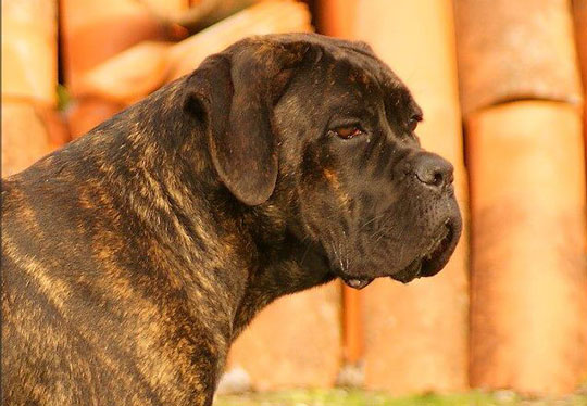 image carousel élevage cane corso 13