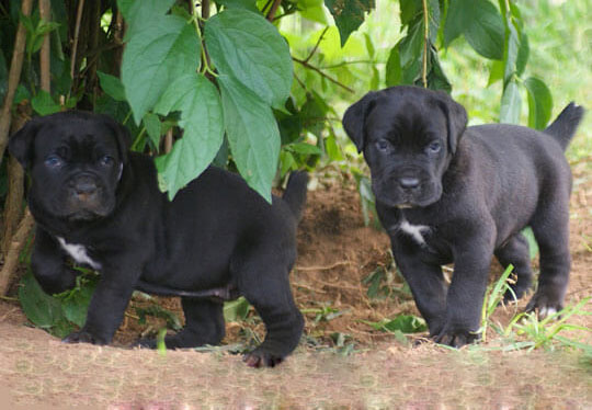 image carousel élevage cane corso 2