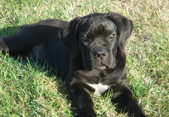 image carousel élevage cane corso 3