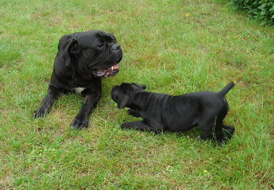 image carousel élevage cane corso 4