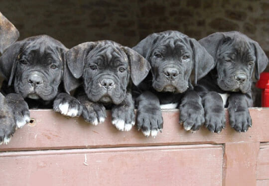 image carousel élevage cane corso 6