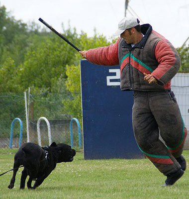 image carousel sports canins 25