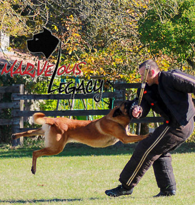 image carousel sports canins 26