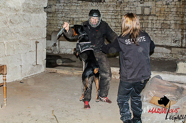 image carousel sports canins 34