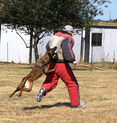 image carousel sports canins 38